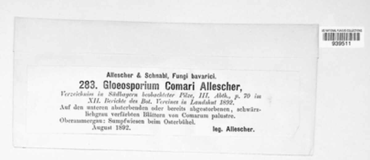 Discogloeum comari image